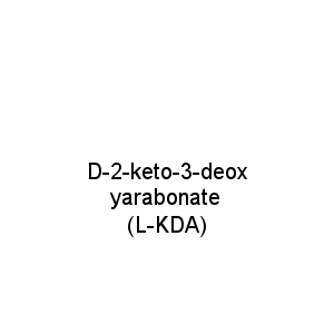D-2-keto-3-deoxyarabonate (L-KDA)
